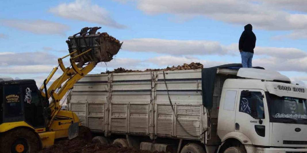 Eylül’de başlayan hasat mutlu bitti! Yüksek verim üreticiyi güldürdü: “Çiftçinin önemli bir gelir kaynağı” 5